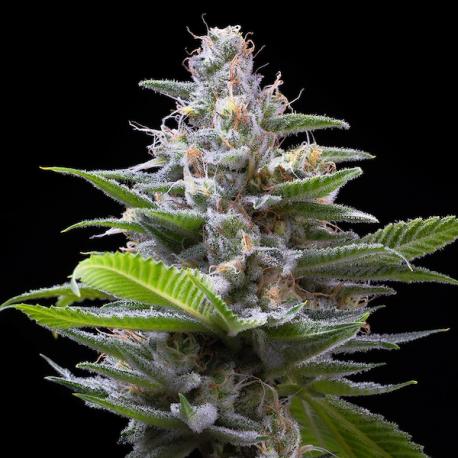 Murder Hornet | Feminised, Indoor & Outdoor