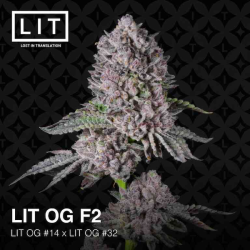 LIT OG F2 | Feminised, Indoor & Outdoor
