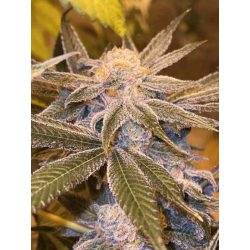 PBJ 2.0 | Indoor & Outdoor