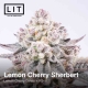 Lemon Cherry Sherbert | Feminised, Indoor & Outdoor
