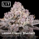 Lemon Cherry Sherbert | Feminised, Indoor & Outdoor