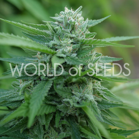 Mongolia THC FREE | Feminised, Indoor & Outdoor