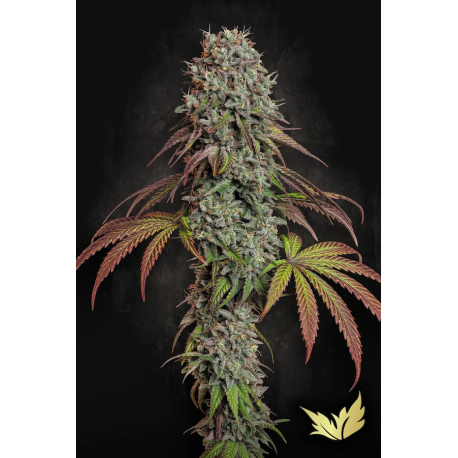 Blue Gem | Feminised, Indoor & Outdoor