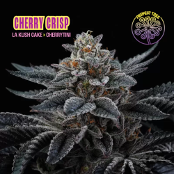 Cherry Crisp | Feminised, Indoor & Outdoor