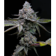 Apple Fritter | Feminised, Indoor & Outdoor