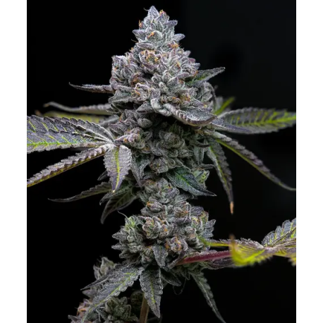 Apple Fritter | Feminised, Indoor & Outdoor