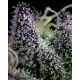 Apple Fritter | Feminised, Indoor & Outdoor