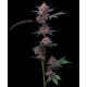 Cherry Poppers | Feminised, Indoor & Outdoor
