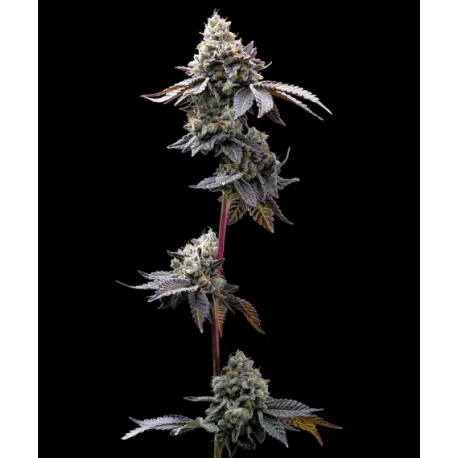 GMO Cookies | Feminised, Indoor & Outdoor