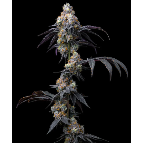 Rainbow Sherbet  | Feminised, Indoor & Outdoor