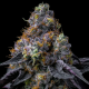 Rainbow Sherbet  | Feminised, Indoor & Outdoor