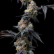 Rainbow Sherbet  | Feminised, Indoor & Outdoor