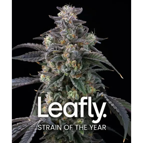 Super Boof | Feminised, Indoor & Outdoor