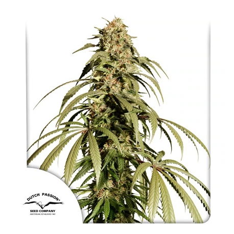 Ice Cream Haze | Feminised, Indoor & Outdoor