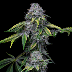 Sour Dubb x Hollywood | Feminised, Indoor & Outdoor