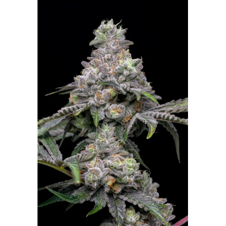 Papaya x Hollywood | Feminised, Indoor & Outdoor