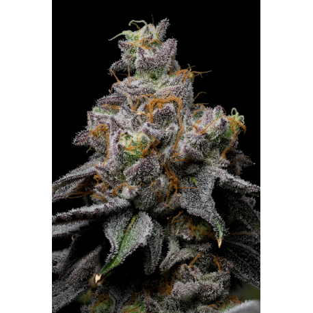 Animal Cake x Hollywood | Feminised, Indoor & Outdoor