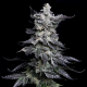 Granny's Apple Fritter | Feminised, Indoor & Outdoor