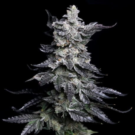 Granny's Apple Fritter | Feminised, Indoor & Outdoor