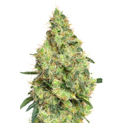 Jym's Tangerine  | Feminised, Indoor & Outdoor
