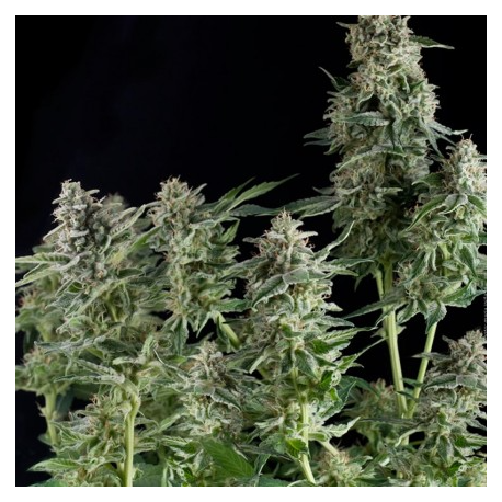 Northern Lights CBD | Feminised, Indoor & Outdoor