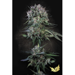 Doppler | Feminised, Indoor & Outdoor