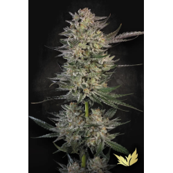 Candy Breath | Feminised, Indoor & Outdoor