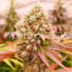 Burger Kush Early Version | Feminised, Indoor & Outdoor