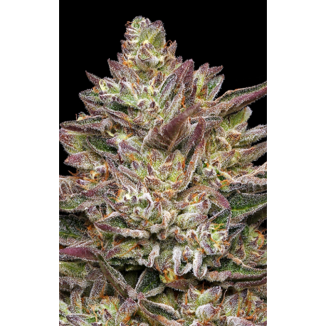 Guzzlerz | Feminised, Indoor & Outdoor