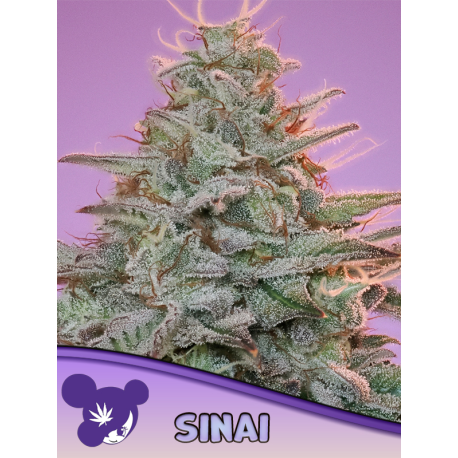 Sinai, Landraces   | Feminised, Indoor & Outdoor