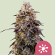 Sticky Queen | Feminised, Indoor & Outdoor