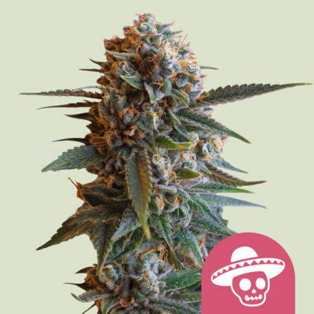 Mexican Rush | Feminised, Indoor & Outdoor