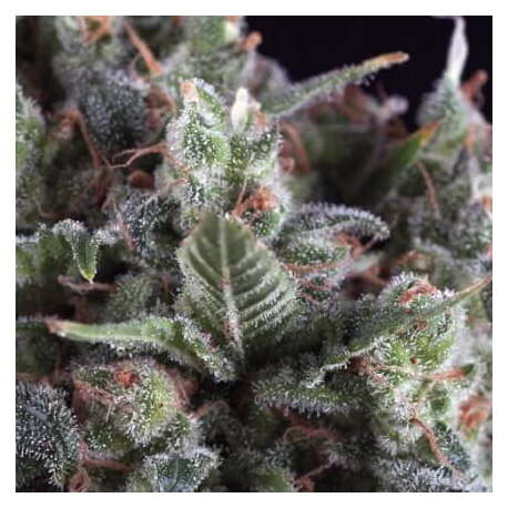 Olympia | Feminised, Indoor & Outdoor