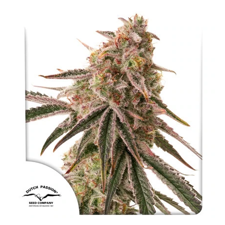 Frozen Biscotti | Feminised, Indoor & Outdoor