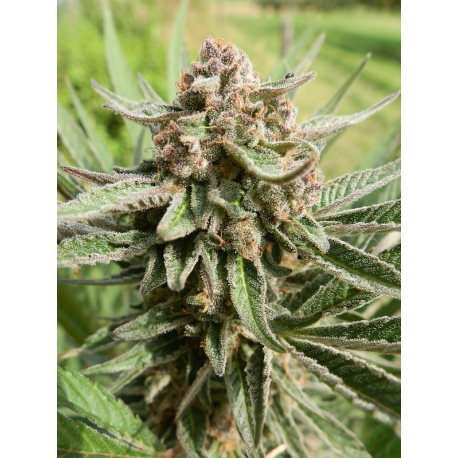 EEP | Indoor & Outdoor