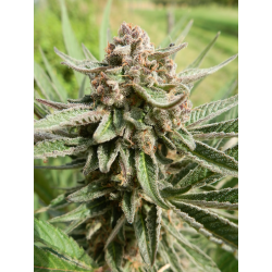 EEP BX1 F2 Limited Edition | Indoor & Outdoor