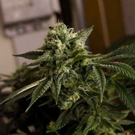 O.D.B (Cheesy Rider) | Indoor & Outdoor