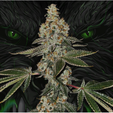 Beasty | Feminised, Indoor & Outdoor