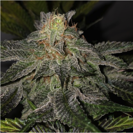 French Kisz | Indoor & Outdoor