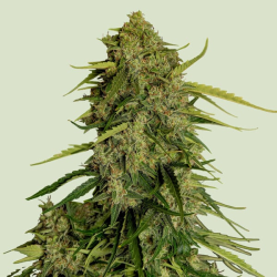 Atlas F1 (F1-Hybrid) | Feminised, Auto, Indoor & Outdoor