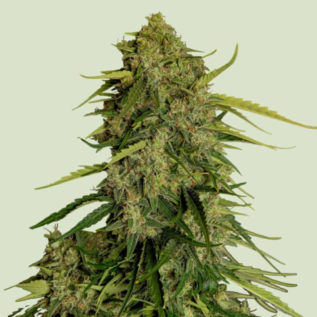 Atlas F1 (F1-Hybrid) | Feminised, Auto, Indoor & Outdoor