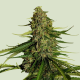 Gaia F1 (F1-Hybrid) | Feminised, Auto, Indoor & Outdoor