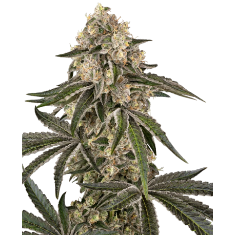Sunset Peach | Feminised, Indoor & Outdoor