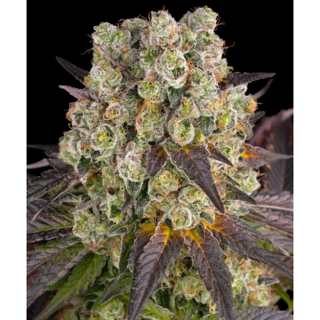 Purple Punch x Lemon Drizzle  | Feminised, Indoor & Outdoor
