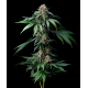 Mendo Breath  | Feminised, Indoor & Outdoor