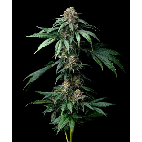 Mendo Breath  | Feminised, Indoor & Outdoor
