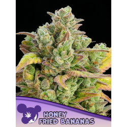 Honey Fried Bananas | Feminised, Indoor & Outdoor