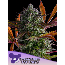 Strawberry Pop Rocks   | Feminised, Indoor & Outdoor