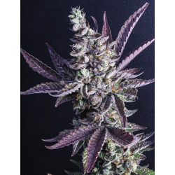 Modified Macberry Moonshine BX1 via Cherry Pie  | Indoor & Outdoor