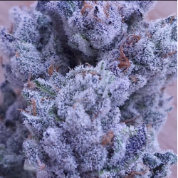 Drip City  | Feminised, Indoor